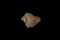 藏品(小皺岩螺)的圖片